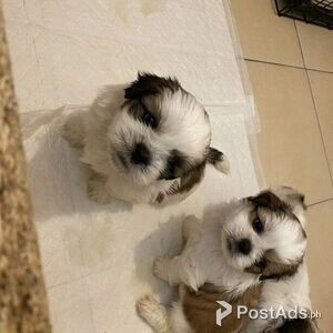 Beautiful Shih Tzu puppies for good home | PostAds PH