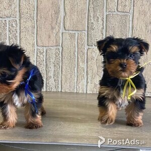 Beautiful Yorkie puppies for good home | PostAds PH