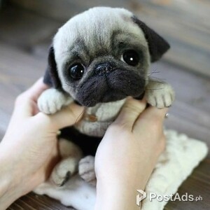 Pug | PostAds PH
