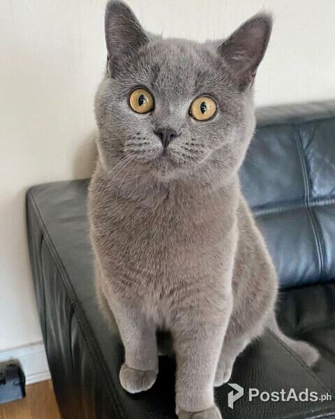 Sweet home British Shorthair Kittens whatsApp Me  ( +63-915-353-9031 )