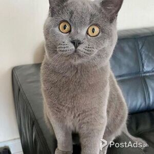Sweet home British Shorthair Kittens whatsApp Me ( +63-915-353-9031 ) | PostAds PH