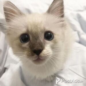 Birman Kittens available 1 boy 1 girl | PostAds PH
