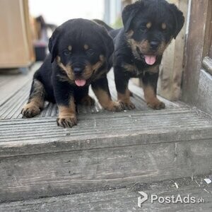 Two Beautiful Rottweiller puppies | PostAds PH