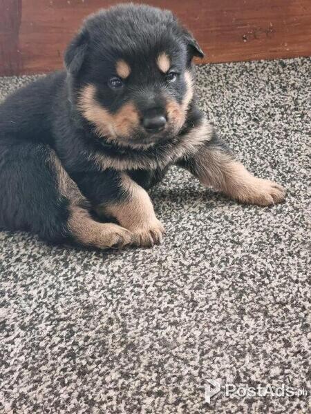 Rottweiler cross puppies ready 15th august microchipped