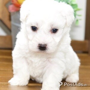 Beautiful Bichon Frise puppy | PostAds PH