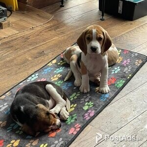 Pure Bred Beagle Puppies READY Now only2 Available | PostAds PH