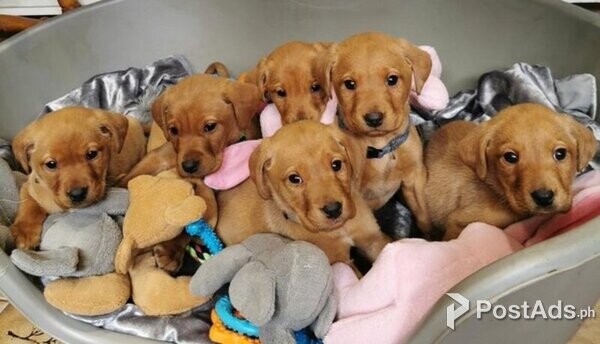 Beautiful litter of fox red Labrador Puppies