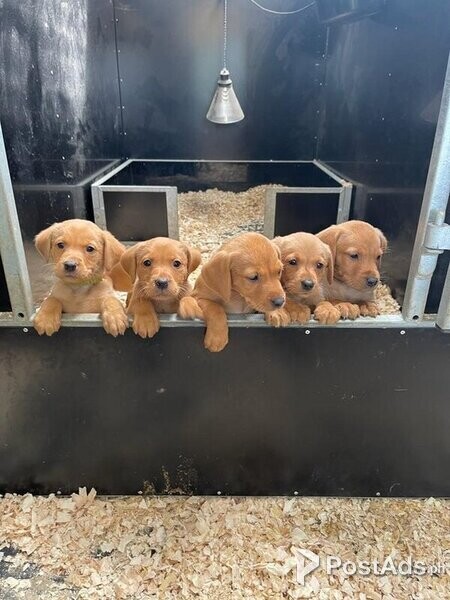 Beautiful Fox Red Labrador Puppies