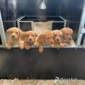 Beautiful Fox Red Labrador Puppies | PostAds PH