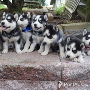 7 Siberian Husky Puppies looking for forever homes | PostAds PH