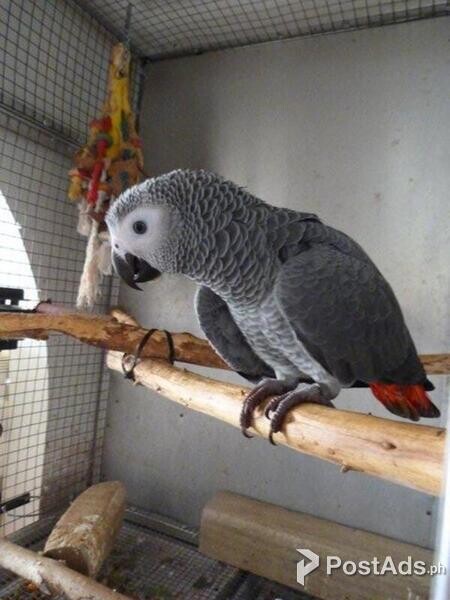 Hand Reared African Grey Baby For Sale