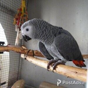 Hand Reared African Grey Baby For Sale | PostAds PH