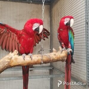 Adult pair of greenwing macaws for sale | PostAds PH