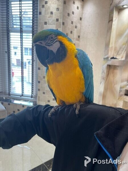 Tame blue and gold macaw parrot