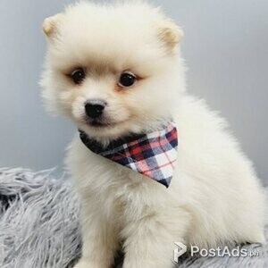 Pomeranian puppies | PostAds PH