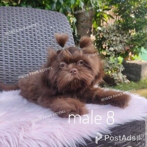 Shih tzu puppy choco liver male | PostAds PH