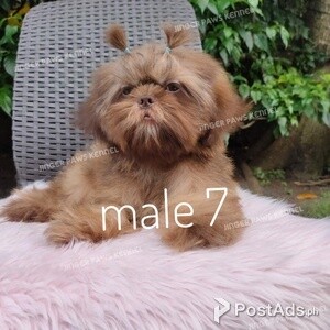Shih tzu puppy male liver | PostAds PH