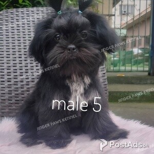 Shih tzu puppy male black with white markings | PostAds PH