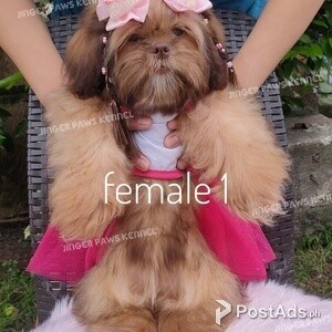 Shih tzu puppy female liver | PostAds PH