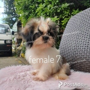 Shih tzu puppy female tricolor | PostAds PH