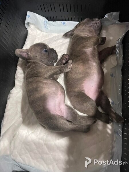 Beautiful French Bulldog puppies for good home [DOG] FRENCH BULLDOG Ph