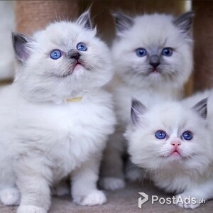 Cute Ragdoll Kittens | PostAds PH