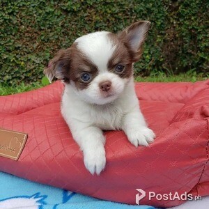 Chihuahua Puppies for sale | PostAds PH