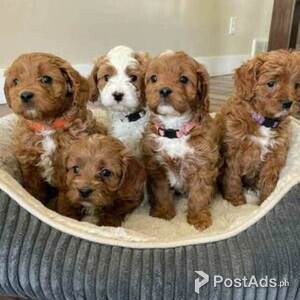 Golden Doodle Puppies for sale | PostAds PH