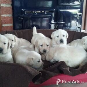 Golden Retriever Puppies for sale | PostAds PH