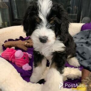 Beautiful Berne doodle puppies | PostAds PH