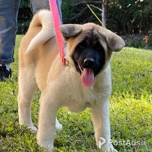 Akita Puppies Ready | PostAds PH