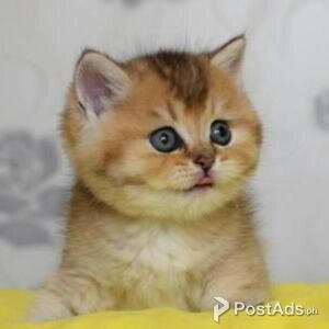 british shorthair for rehoming | PostAds PH