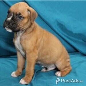 boxer pups available for rehoming | PostAds PH