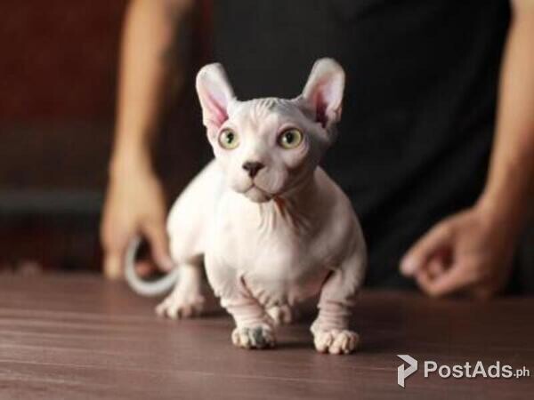 Amazing Bambino kitten available for rehoming