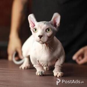 Amazing Bambino kitten available for rehoming | PostAds PH