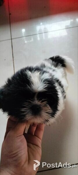 Male Shihtzu with PCCI Papers