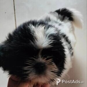 Male Shihtzu with PCCI Papers | PostAds PH