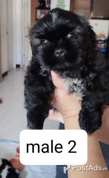 Shih Tzu