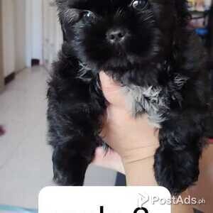 Shih Tzu | PostAds PH