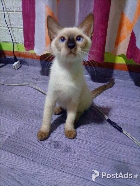 Purebred Siamese Kittens