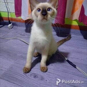 Purebred Siamese Kittens | PostAds PH