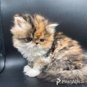 charming persian kitten for sale | PostAds PH