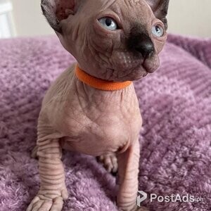 Purebred Sphynx Kittens | PostAds PH
