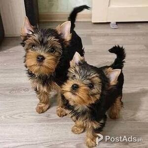 Yorkie puppies available | PostAds PH
