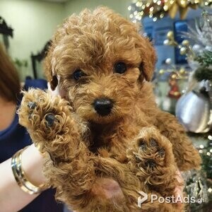Toy Poodles for Rehoming | PostAds PH