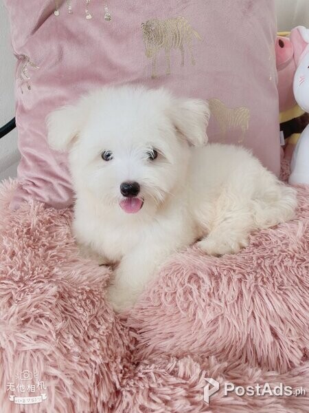 Beautiful Maltese Puppy