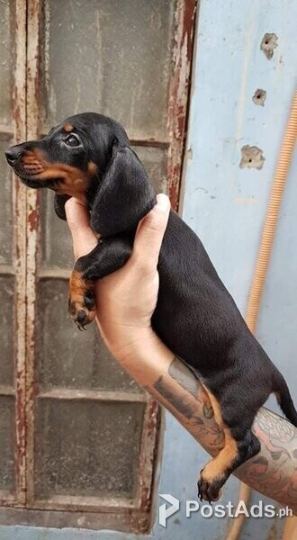 2 female dachshunds messages me for information.