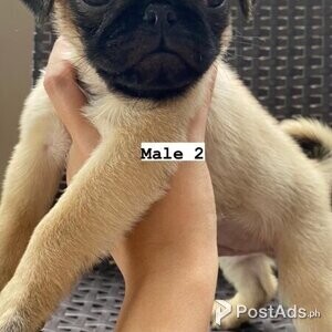 Pug Puppies for Rehoming | PostAds PH