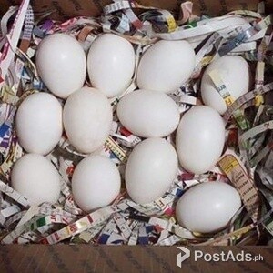 P Fertile parrot eggs and parrot chicks for sale | PostAds PH