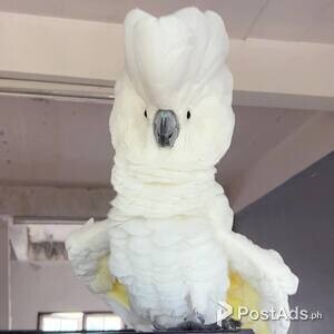 Two amazing Umbrellas Cockatoo white parrots available | PostAds PH